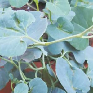 Aristolochia Indica Leaf Powder | Aadu Theendaapaalai / Ishwarmul / Hookabel | 100% Natural Dried Herbal Powder | 100g Pack | Herbal Immunity & Detox Support