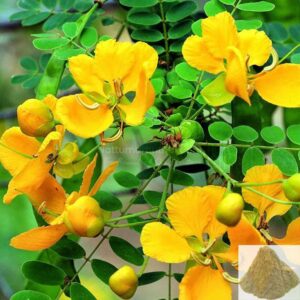 Tanner’s cassia flower, Senna Auriculata, Aavaram poo, Tarwar, Tangadi, Olle tangadi, Tagedu dryed pack of 100 Grams